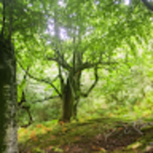 Meet your Posher, Tuyết vân